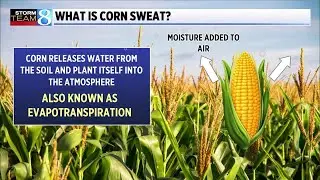 What is corn sweat?