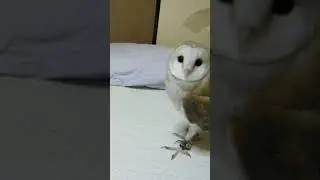 Barn Owl & Cat Fight #barnowl#youtubeshorts#shorts