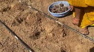 How to Grow Elephant Foot Yam Organically?