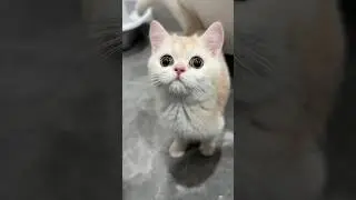 Знакомьтесь, Юки😻