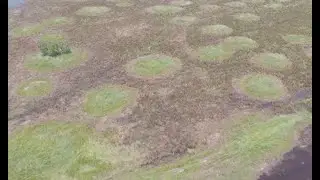 Untangling the Biotic and Abiotic Factors that Structure Prairie Pimple Mound Plant Communities