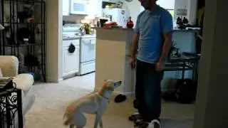 Borador Puppy new tricks-Greg and Eva