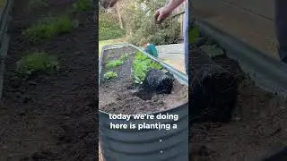 Subscribe for more gardening related content!! #gardening #subscribe