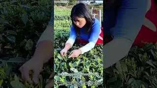 Peaceful tea picking: satisfying harvest! 🍃