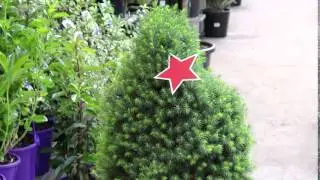 Potted Christmas Tree - Features and Benefits