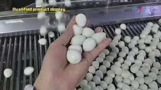 Visual defect screening and size grading of quail egg protein. # Visual detection