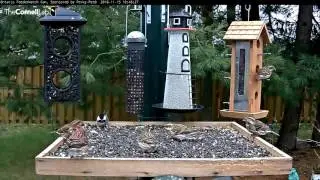 Purple Finches Have Their Turn In Ontario - Nov. 15, 2016