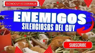 Enemigos SILENCIOSOS  del CUY: afecciones que afectan su SALUD y rendimiento