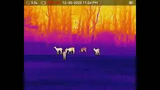 Deer Through AGM Rattler V2 35-384 - 120 yards - Zoom