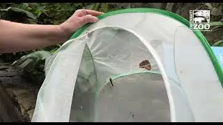 Learn About Butterflies Day - Cincinnati Zoo