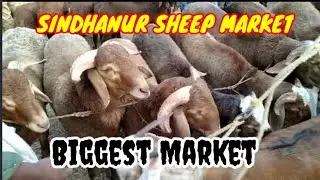 SINDHANUR SHEEP MARKET BIGGEST MARKET   @nexgen999-bk