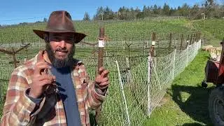 In the Vineyard at Hanzell: Mob Grazing