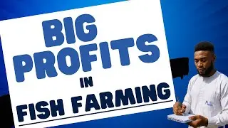 The Hidden Secret  to Making Money in  Fish Farming