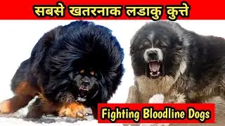 Top 5 Fighting Bloodline Dog Breeds || best fighting dog breeds || most aggressive dog breeds