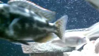 Dimidiochromis strigatus