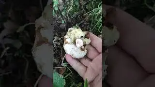 Pilze/Fungi. Gyroporus castaneus. Гиропорус каштановый
