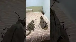 cat roach 😹