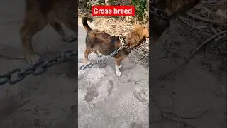 German shepherd cross breed 2month old puppy🐕 #viral #dog