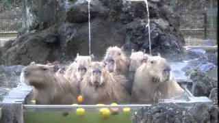Capybaras soaking in an onsen (Japanese hot springs)