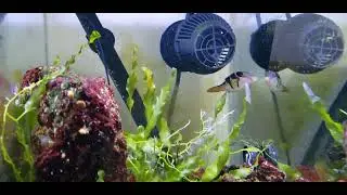 power inverter battery  back up for reef tanks