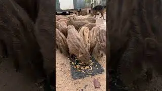 Little wild boar eating corn 👀