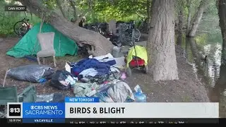 American River Parkway birds impacted by homeless