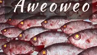 We catch some red ! Aweoweo for dinner