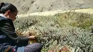 Sea buck throne སྟར་བུ་