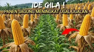 CARA EKSTRIM  HASILKAN PANEN JAGUNG BERLIPAT GANDA NAMUN TERBUKTI 