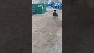 con que fuerza ha salido esta vaca de toriles incre&iacute;ble Pe&ntilde;&iacute;scola 2025