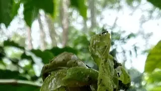 Berangsur-angsur membaik kebun tahap pemulihan 