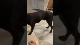 Abuse Case: Young puppy beat with baseball bat suffering broken jaw [STORY BELOW]