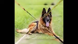 The Explorer/#dog