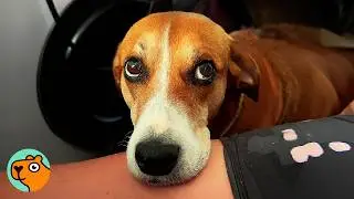 Dog Keeps Escaping! Woman Finds a Way to Stop Her  | Cuddle Buddies