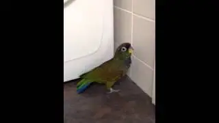 Pionus Maximilian (Spike) is funny