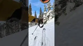 Tree run in Revelstoke 12/27/2024