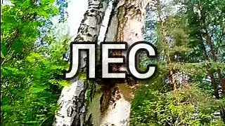ЛЕС 7 ИЮЛЯ 2023 | FOREST 7 JULY 2023