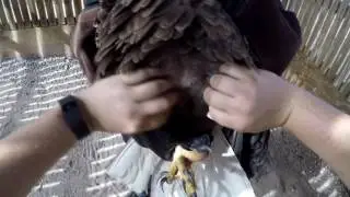 World of Rehab - First Bald Eagle Release of the Year