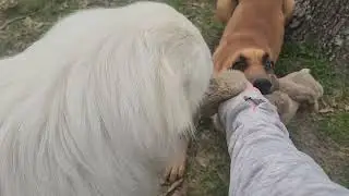 Sugar the sparkling Pyrenees, Ruby the redheaded wrinkle monster, Lunatic Lucy and Charming Choo