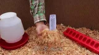 Ducklings & Gosling Starter Kits from Metzer Farms