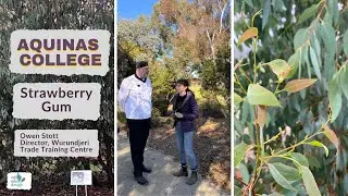 Strawberry Gum with Owen Stott of Aquinas College