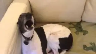 Perry whippet singing!