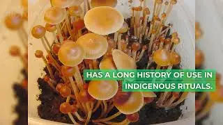 Top 10 magic mushroom