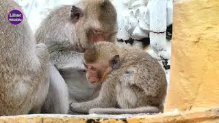 Emma Monkey asking for milk Mama