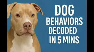Dog Behaviors Decoded in 5 Minutes (With Training Tips)