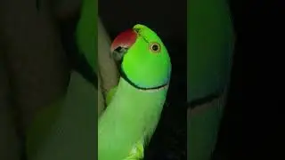 मेरा मिठ्टू मम्मी से बात कर रहा है 🦜❤️ | Talking Parrot with Mommy#parrotworld 😘