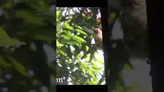 Serene Bird Bathing in Morning Sunlight | Peaceful Avian Morning Ritual