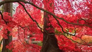 Relaxing Music | Stress Relief Music | Happy Music | MrBell'z தமிழ்