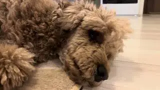 ぬくぬく充電中のモフちゃん🐩