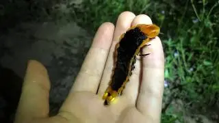Giant Firefly Larvae